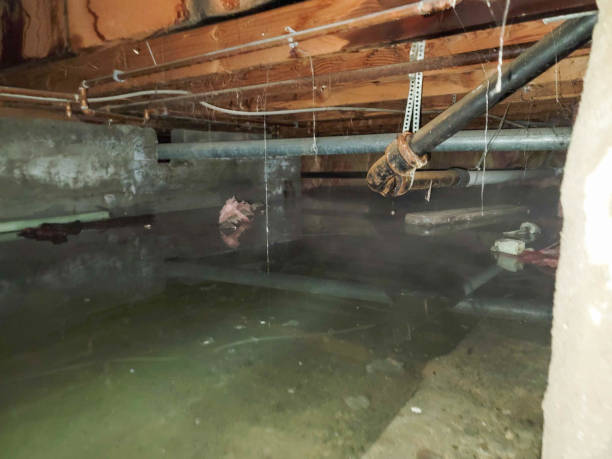 Best Water damage restoration near me  in Pioche, NV
